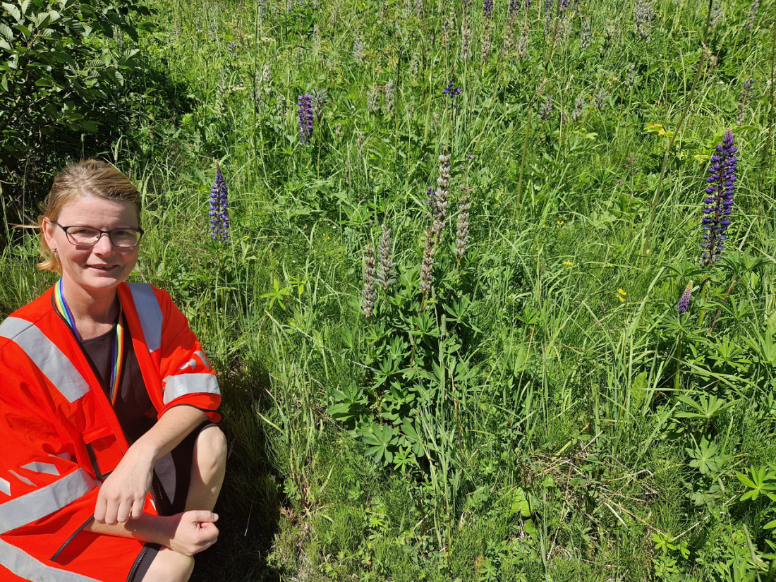 Statens vegvesen gjør tiltak for å begrense uønskede arter, som lupin. Klima- og miljørådgiver Hanne Mørch har også tips om hva du kan gjøre. (Foto: Statens vegvesen)