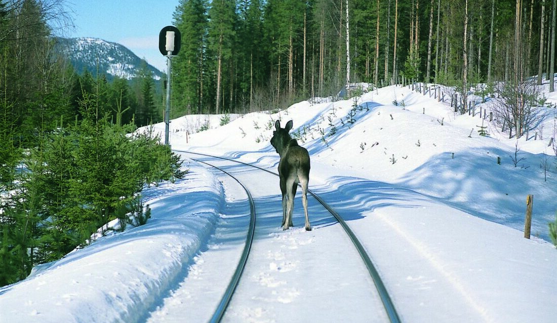 Påkjørsler av dyr i jernbanesporet er et stort problem. Bane NOR tester nå ut ulike skremmelyder for å jage hjortedyr ut av sporet før toget kommer. (Foto: Anders Haakonsen/Bane NOR)