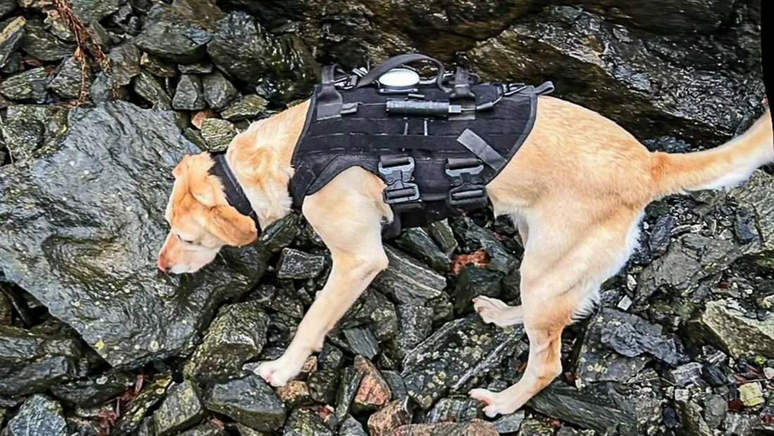 Hund med GPS-søker. Hundens sensitive luktesans kan oppfatte luktstoffer i svært små konsentrasjoner. (Foto: Eksplosivhund)