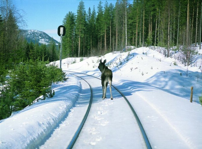 Påkjørsler av dyr i jernbanesporet er et stort problem. Bane NOR tester nå ut ulike skremmelyder for å jage hjortedyr ut av sporet før toget kommer. (Foto: Anders Haakonsen/Bane NOR)|Laila Gaup Remmen