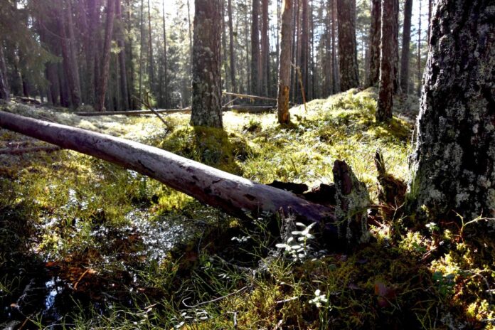 Naturvernforbundet krever forbud mot all hogst av naturskog inntil den planlagte kartleggingen av naturverdiene er gjennomført og skogene er vurdert for vern. Bildet viser gammelskog ved Follsjå i Notodden. (Foto: Tor Bjarne Christensen)
