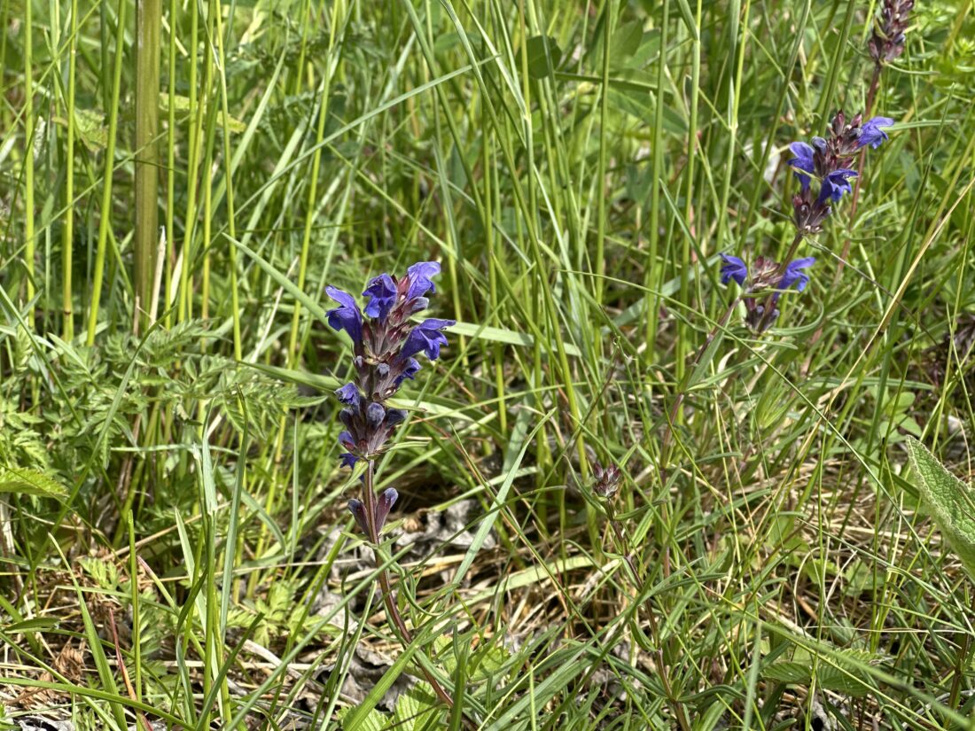 Slik ser blomsten dragehode ut. (Foto: Mesta)