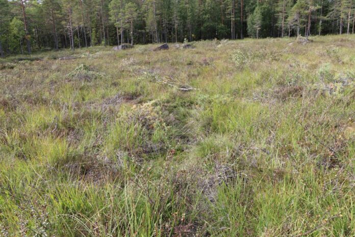 Forbudet Miljødirektoratet foreslår vil gjelde all myr i Norge, uavhengig av torvdybde og høydelag. Dette tilsvarer omtrent 9 prosent av arealet i Norge. (Foto: Njål Hagen)