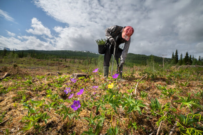 Statskog plantet om lag to millioner skogplanter i 2024. (Foto: Steinar Johansen)