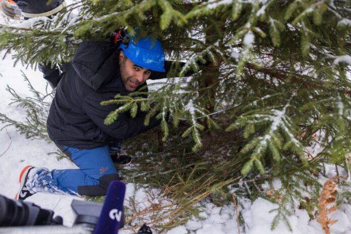 Stortingspresident Masud Gharahkhani hadde god kontroll på treets fallretning etter en opplæringsrunde i forkant. (Foto: Peter Mydske, Stortinget)