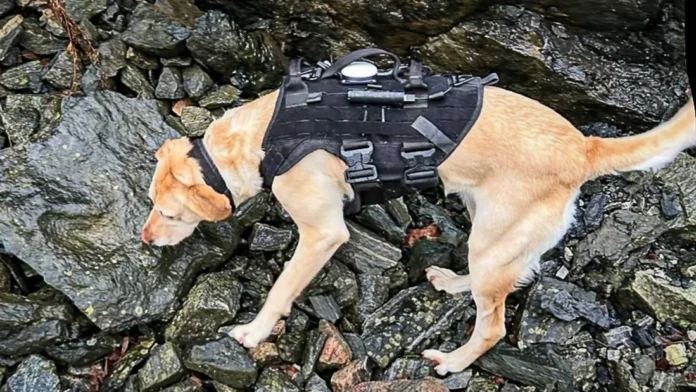 Hund med GPS-søker. Hundens sensitive luktesans kan oppfatte luktstoffer i svært små konsentrasjoner. (Foto: Eksplosivhund)|Vegar Falsten og Harald Fagerheim (bak) holdt et innlegg med demonstrasjon av søkshund på Hallingtreff 2025. Denne hunden har med egen snute funnet over to tonn (!) gjenstående sprengstoff. (Foto: Eksplosivhund)|Her avsøkes Briskeby stadion for lekkasje i det vannbårne varmeanlegget under banedekket. (Foto: Eksplosivhund)
