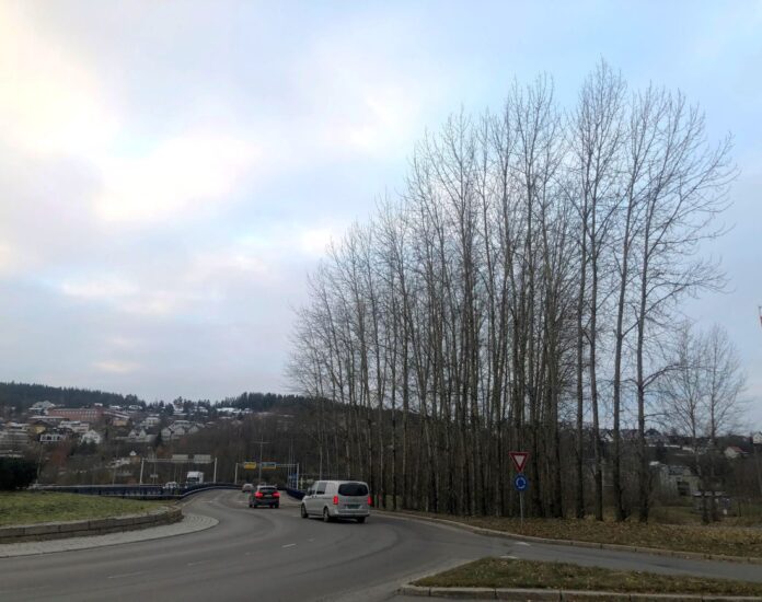 Poplene langs rv. 159 på strekningen Jernbanegata-Kanalveien i Lillestrøm har hatt sin levetid. Nå blir de felt. (Fredrik Rudolfsen/Vaktmesterkompaniet)