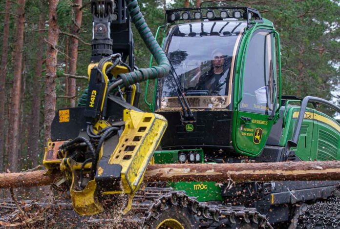 holth_skog-1